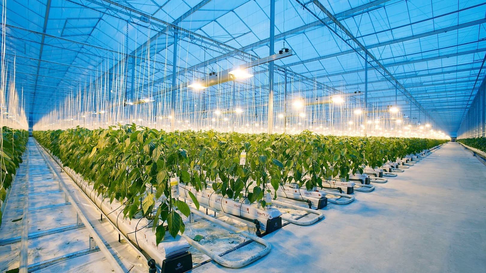фито-светильники для растений